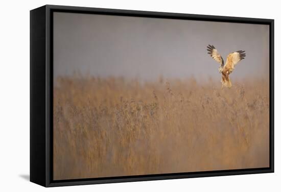 Marsh Harrier (Circus Aeruginosus) Adult Male in Flight Hunting over Reedbed at Dawn, Norfolk, UK-Andrew Parkinson-Framed Stretched Canvas