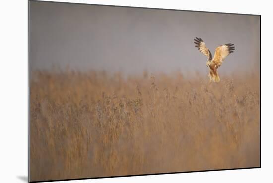 Marsh Harrier (Circus Aeruginosus) Adult Male in Flight Hunting over Reedbed at Dawn, Norfolk, UK-Andrew Parkinson-Mounted Photographic Print