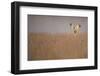 Marsh Harrier (Circus Aeruginosus) Adult Male in Flight Hunting over Reedbed at Dawn, Norfolk, UK-Andrew Parkinson-Framed Photographic Print