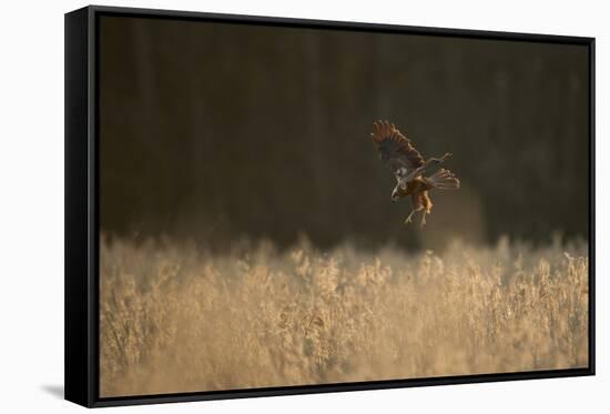 Marsh Harrier (Circus Aeruginosus) Female Landing in Reedbeds, Backlit, Norfolk, UK, April-Andrew Parkinson-Framed Stretched Canvas