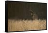 Marsh Harrier (Circus Aeruginosus) Female Landing in Reedbeds, Backlit, Norfolk, UK, April-Andrew Parkinson-Framed Stretched Canvas