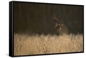 Marsh Harrier (Circus Aeruginosus) Female Landing in Reedbeds, Backlit, Norfolk, UK, April-Andrew Parkinson-Framed Stretched Canvas