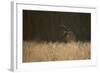 Marsh Harrier (Circus Aeruginosus) Female Landing in Reedbeds, Backlit, Norfolk, UK, April-Andrew Parkinson-Framed Photographic Print