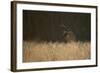 Marsh Harrier (Circus Aeruginosus) Female Landing in Reedbeds, Backlit, Norfolk, UK, April-Andrew Parkinson-Framed Photographic Print