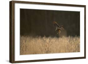 Marsh Harrier (Circus Aeruginosus) Female Landing in Reedbeds, Backlit, Norfolk, UK, April-Andrew Parkinson-Framed Photographic Print