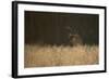 Marsh Harrier (Circus Aeruginosus) Female Landing in Reedbeds, Backlit, Norfolk, UK, April-Andrew Parkinson-Framed Photographic Print