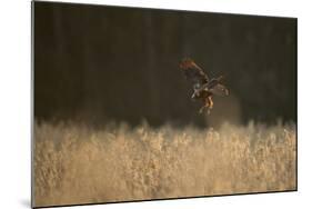 Marsh Harrier (Circus Aeruginosus) Female Landing in Reedbeds, Backlit, Norfolk, UK, April-Andrew Parkinson-Mounted Photographic Print
