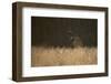 Marsh Harrier (Circus Aeruginosus) Female Landing in Reedbeds, Backlit, Norfolk, UK, April-Andrew Parkinson-Framed Photographic Print