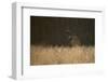 Marsh Harrier (Circus Aeruginosus) Female Landing in Reedbeds, Backlit, Norfolk, UK, April-Andrew Parkinson-Framed Photographic Print