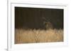 Marsh Harrier (Circus Aeruginosus) Female Landing in Reedbeds, Backlit, Norfolk, UK, April-Andrew Parkinson-Framed Photographic Print