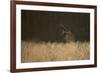 Marsh Harrier (Circus Aeruginosus) Female Landing in Reedbeds, Backlit, Norfolk, UK, April-Andrew Parkinson-Framed Photographic Print