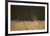 Marsh Harrier (Circus Aeruginosus) Female Landing in Reedbeds, Backlit, Norfolk, UK, April-Andrew Parkinson-Framed Photographic Print