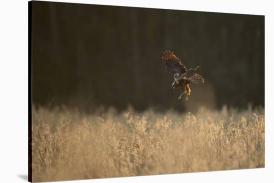 Marsh Harrier (Circus Aeruginosus) Female Landing in Reedbeds, Backlit, Norfolk, UK, April-Andrew Parkinson-Stretched Canvas