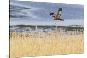 Marsh Harrier (Circus Aeruginosus) in Flight over Reedbeds, Texel, Netherlands, May 2009-Peltomäki-Stretched Canvas