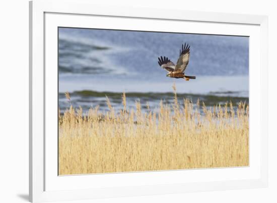 Marsh Harrier (Circus Aeruginosus) in Flight over Reedbeds, Texel, Netherlands, May 2009-Peltomäki-Framed Photographic Print