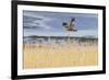 Marsh Harrier (Circus Aeruginosus) in Flight over Reedbeds, Texel, Netherlands, May 2009-Peltomäki-Framed Photographic Print