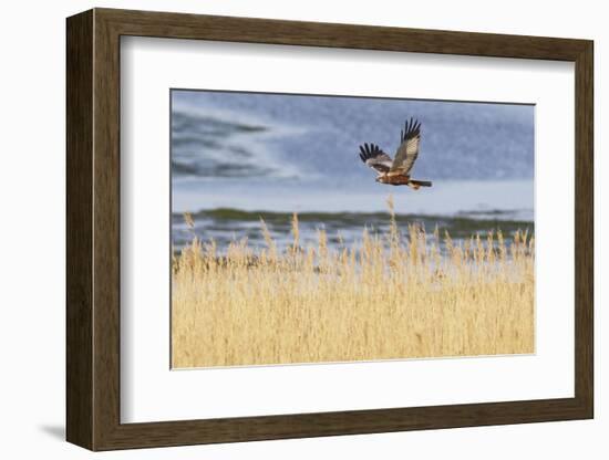 Marsh Harrier (Circus Aeruginosus) in Flight over Reedbeds, Texel, Netherlands, May 2009-Peltomäki-Framed Photographic Print