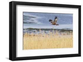 Marsh Harrier (Circus Aeruginosus) in Flight over Reedbeds, Texel, Netherlands, May 2009-Peltomäki-Framed Photographic Print