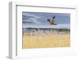 Marsh Harrier (Circus Aeruginosus) in Flight over Reedbeds, Texel, Netherlands, May 2009-Peltomäki-Framed Photographic Print