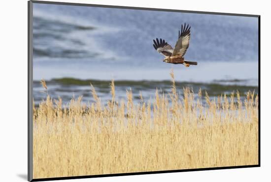 Marsh Harrier (Circus Aeruginosus) in Flight over Reedbeds, Texel, Netherlands, May 2009-Peltomäki-Mounted Photographic Print