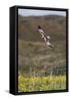 Marsh Harrier (Circus Aeruginosus) in Flight, Texel, Netherlands, May 2009-Peltomäki-Framed Stretched Canvas