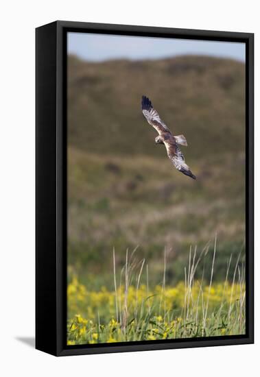 Marsh Harrier (Circus Aeruginosus) in Flight, Texel, Netherlands, May 2009-Peltomäki-Framed Stretched Canvas