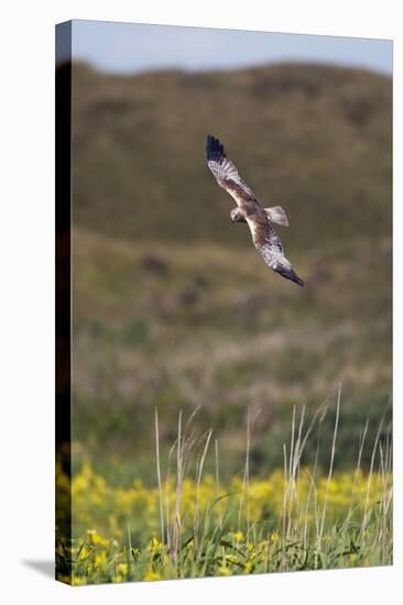 Marsh Harrier (Circus Aeruginosus) in Flight, Texel, Netherlands, May 2009-Peltomäki-Stretched Canvas