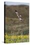 Marsh Harrier (Circus Aeruginosus) in Flight, Texel, Netherlands, May 2009-Peltomäki-Stretched Canvas