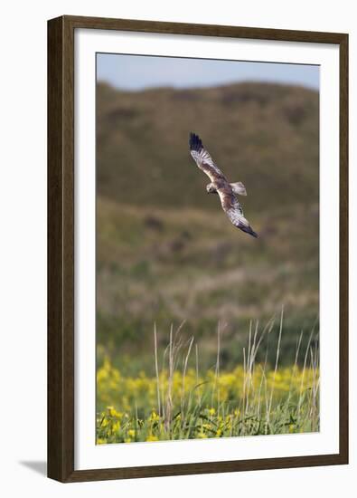 Marsh Harrier (Circus Aeruginosus) in Flight, Texel, Netherlands, May 2009-Peltomäki-Framed Premium Photographic Print