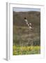 Marsh Harrier (Circus Aeruginosus) in Flight, Texel, Netherlands, May 2009-Peltomäki-Framed Premium Photographic Print