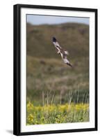 Marsh Harrier (Circus Aeruginosus) in Flight, Texel, Netherlands, May 2009-Peltomäki-Framed Premium Photographic Print