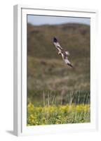 Marsh Harrier (Circus Aeruginosus) in Flight, Texel, Netherlands, May 2009-Peltomäki-Framed Premium Photographic Print