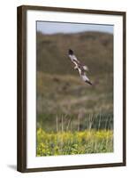 Marsh Harrier (Circus Aeruginosus) in Flight, Texel, Netherlands, May 2009-Peltomäki-Framed Premium Photographic Print