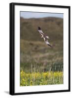 Marsh Harrier (Circus Aeruginosus) in Flight, Texel, Netherlands, May 2009-Peltomäki-Framed Premium Photographic Print