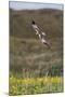 Marsh Harrier (Circus Aeruginosus) in Flight, Texel, Netherlands, May 2009-Peltomäki-Mounted Premium Photographic Print