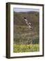 Marsh Harrier (Circus Aeruginosus) in Flight, Texel, Netherlands, May 2009-Peltomäki-Framed Photographic Print