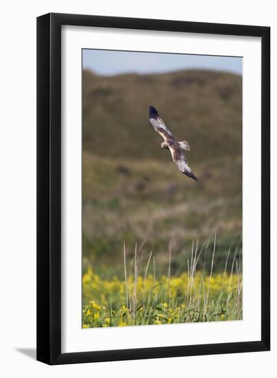 Marsh Harrier (Circus Aeruginosus) in Flight, Texel, Netherlands, May 2009-Peltomäki-Framed Photographic Print