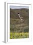 Marsh Harrier (Circus Aeruginosus) in Flight, Texel, Netherlands, May 2009-Peltomäki-Framed Photographic Print