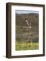 Marsh Harrier (Circus Aeruginosus) in Flight, Texel, Netherlands, May 2009-Peltomäki-Framed Photographic Print