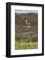 Marsh Harrier (Circus Aeruginosus) in Flight, Texel, Netherlands, May 2009-Peltomäki-Framed Photographic Print