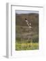 Marsh Harrier (Circus Aeruginosus) in Flight, Texel, Netherlands, May 2009-Peltomäki-Framed Photographic Print