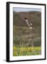 Marsh Harrier (Circus Aeruginosus) in Flight, Texel, Netherlands, May 2009-Peltomäki-Framed Photographic Print