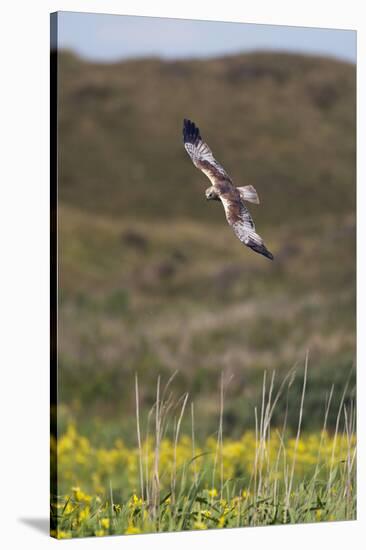 Marsh Harrier (Circus Aeruginosus) in Flight, Texel, Netherlands, May 2009-Peltomäki-Stretched Canvas