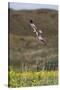 Marsh Harrier (Circus Aeruginosus) in Flight, Texel, Netherlands, May 2009-Peltomäki-Stretched Canvas