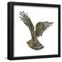 Marsh Hawk (Circus Cyaneus), Birds-Encyclopaedia Britannica-Framed Poster