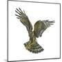 Marsh Hawk (Circus Cyaneus), Birds-Encyclopaedia Britannica-Mounted Poster