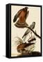 Marsh Hawks-John James Audubon-Framed Stretched Canvas