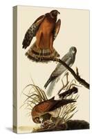 Marsh Hawks-John James Audubon-Stretched Canvas