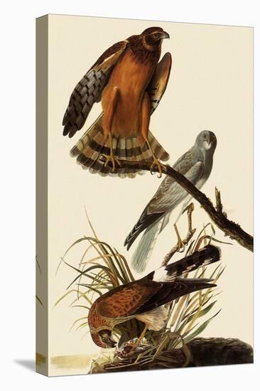 Marsh Hawks-John James Audubon-Stretched Canvas