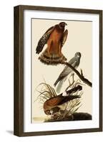 Marsh Hawks-John James Audubon-Framed Giclee Print